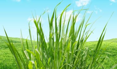 नाहन : भाबड़ घास की नीलामी 03 अक्तूबर को