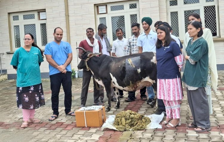 जोनल पशु चिकित्सालय बरनोह में गर्भवती गाय का हुआ सफलतापूर्वक ऑप्रेशन, पेट से  निकाला 28 किलो प्लास्टिक सहित 41 कीलें