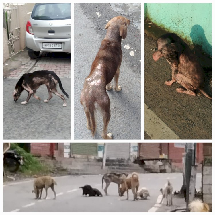 नाहन नप क्षेत्र में: पिछले डेढ़ साल से लावारिस कुत्तों का न वैक्सीनेशन,न कोई स्टरलाइजेशन...वर्ष 2024- 25 में मात्र 9 कुत्तोँ का पंजीकरण ...