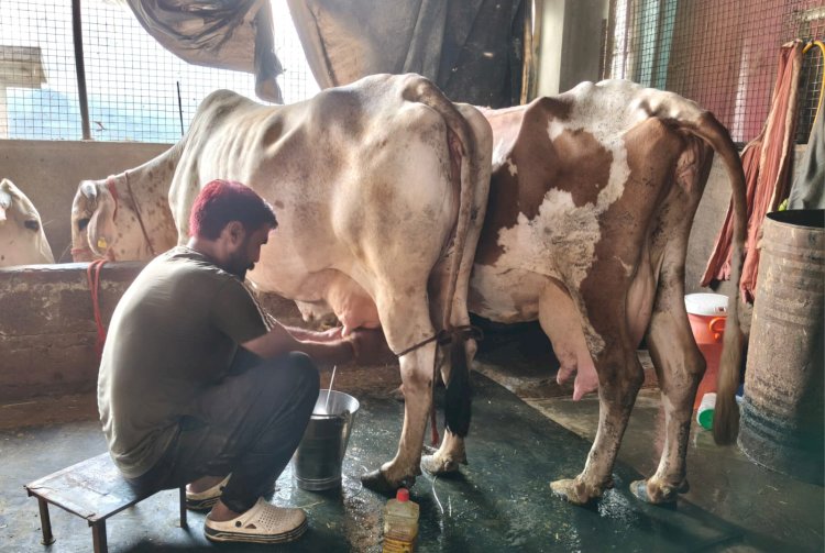 अल्याणा के भुपिंद्र दुग्ध उत्पादन से हर माह प्राप्त कर रहे एक लाख रुपए तक की आय