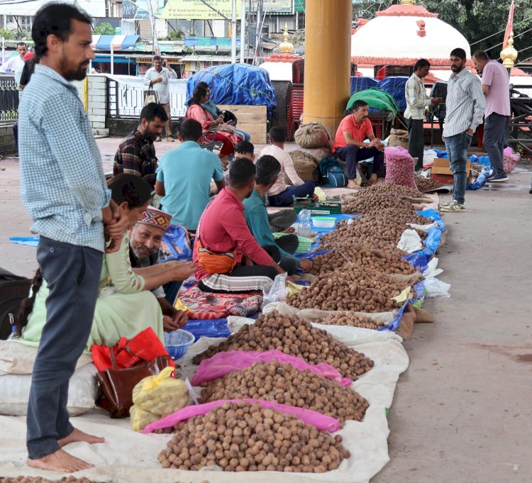 नई फसल के आगमन का प्रतीक है सैर पर्व, पेठू पूजन से लेकर अखरोट खेलने की रही है परंपरा