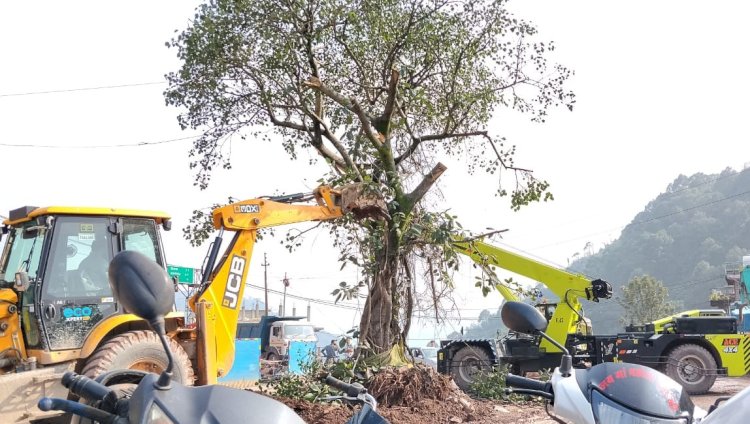 ब्रह्मपुखर का पवित्र पीपल वृक्ष सफलतापूर्वक किया गया स्थानांतरित