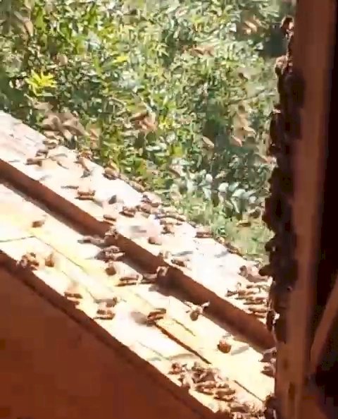 तीर्थन घाटी के होमस्टे में मधुमक्खियों की अनोखी मेहमानबाजी, कमरे की अलमारी बनी मधुमक्खियों का नया बसेरा