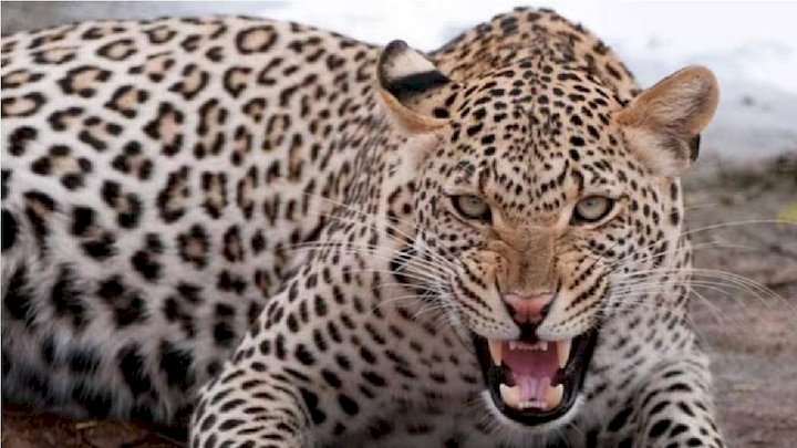 तालों, सेरटा व नगोली गांव में बाघ व तेंदुएं के आंतक से लोग परेशान....