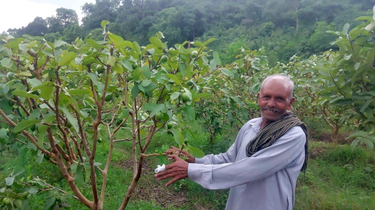 बंजर ज़मीन पर लहलहाई अमरूद की बगिया, 65 वर्षीय किसान अजमेर सिंह की मेहनत ने बदली तस्वीर