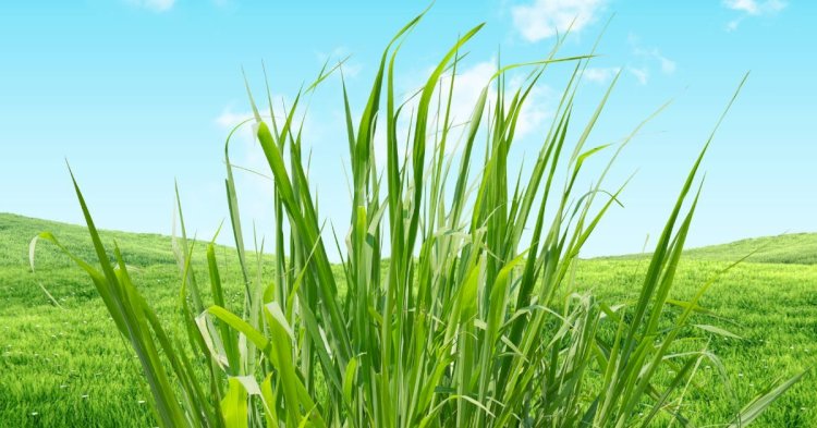 नाहन : भाबड़ घास की नीलामी 03 अक्तूबर को