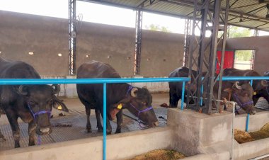 ऊना के बरनोह में है प्रदेश का पहला मुर्रा प्रजनन डेयरी फार्म, प्रारंभिक संचालन के लिए लाई गईं 9 शुद्ध नस्ल की भैंसें