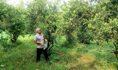 हिम उन्नति योजना के सफल क्रियान्वयन का उत्कृष्ट मॉडल बनकर उभरा ऊना जिला कृषि नवाचार और प्राकृतिक खेती की दिशा में निर्णायक पहलकदमी