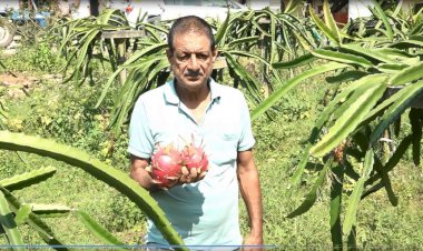 पपलाह के राजेंद्र ने तैयार किया ड्रैगन फ्रूट का बगीचा उद्यान विभाग से सब्सिडी प्राप्त करके 5 कनाल भूमि पर लगाए 864 पौधे