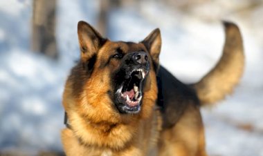 नाहन: रानी झांसी पार्क में बच्चे को घुमाने आये पिता को काटा कुत्ता, 3 साल का बेटा बाल-बाल बचा, पुलिस में रिपोर्ट दर्ज कराई,