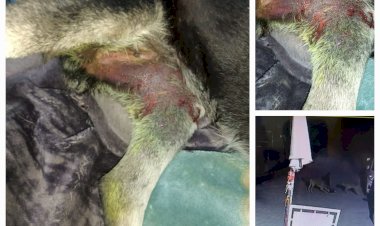 नाहन: आवारा कुत्तों के झुंड ने नोच डाला पालतू कुत्ता, पक्का टैंक परिसर की घटना...