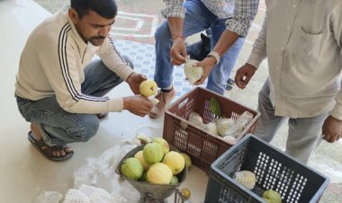 एचपी शिवा परियोजना से धर्मपुर में बागवानों की किस्मत चमकी, अमरूद की फसल से बढ़ी आय