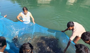 नदीय मत्स्य पालन कार्यक्रम के तीसरे चरण में ब्यास व सहायक नदियों में डाले 2.20 लाख मछली बीज- नीतू सिंह