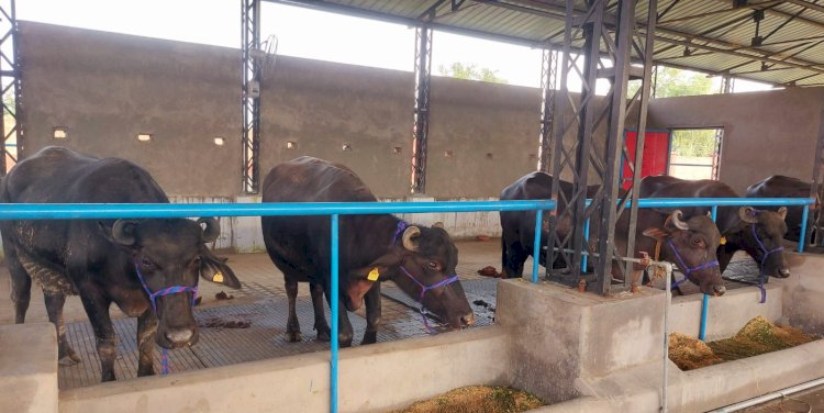 ऊना के बरनोह में है प्रदेश का पहला मुर्रा प्रजनन डेयरी फार्म, प्रारंभिक संचालन के लिए लाई गईं 9 शुद्ध नस्ल की भैंसें