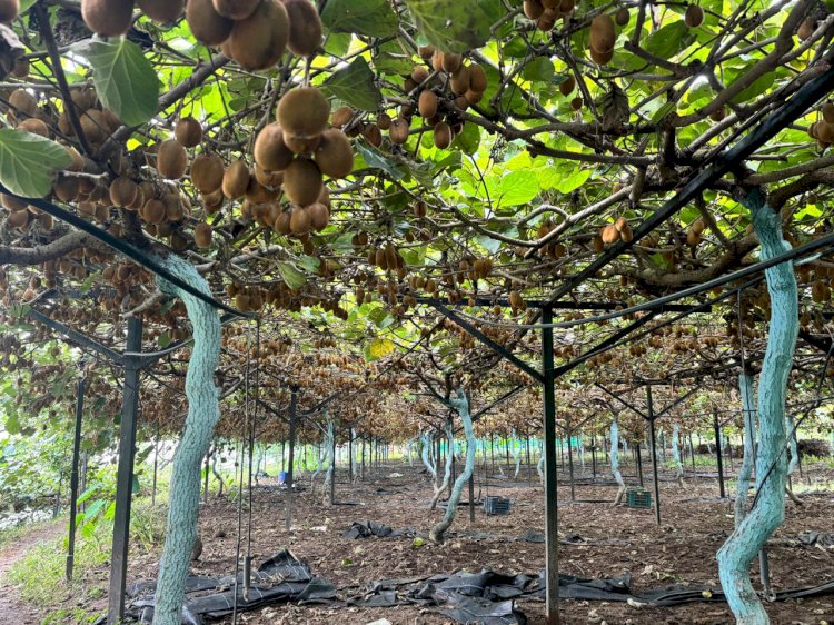 प्रदेश सरकार की दूरदर्शी नीतियों और सकारात्मक सोच से सशक्त हो रहा बागवानी क्षेत्र सेब सीजन 2025, विपरीत परिस्थितियों में सफलता की इबारत