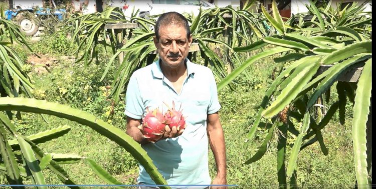 पपलाह के राजेंद्र ने तैयार किया ड्रैगन फ्रूट का बगीचा उद्यान विभाग से सब्सिडी प्राप्त करके 5 कनाल भूमि पर लगाए 864 पौधे