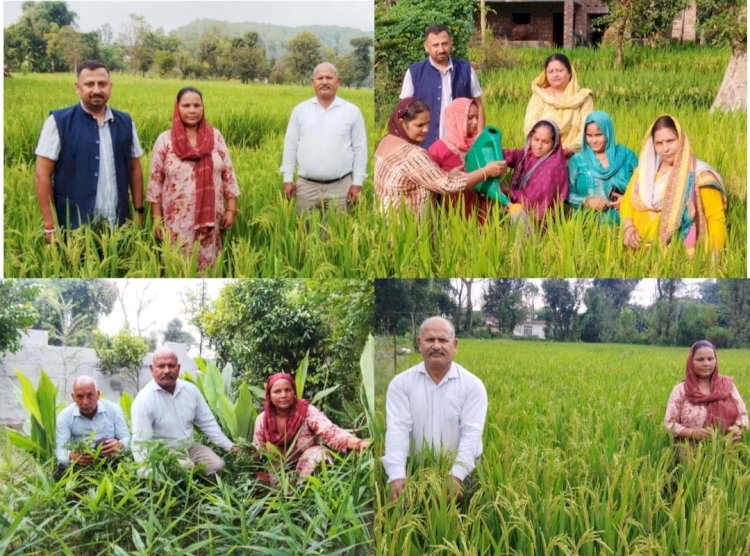 स्वस्थ मिट्टी, स्वस्थ अन्न, स्वस्थ जीवन: कांगड़ा में प्राकृतिक खेती का बढ़ा प्रसार कांगड़ा बना प्राकृतिक खेती का अग्रणी जिला