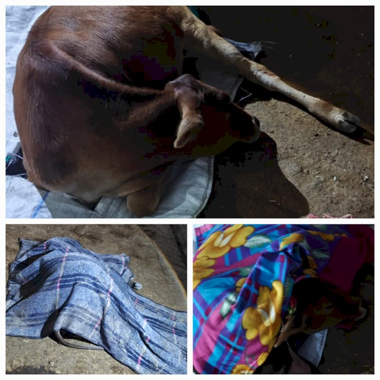 नेशनल हाइवे पर अज्ञात वाहन ने कुचले दो गौवंश, एक की मौके पर मौत, दो गंभीर रूप से घायल