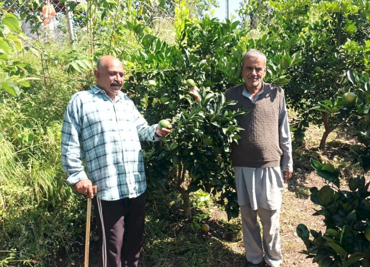 एचपी शिवा परियोजना ने बदली धर्मपुर क्षेत्र के 41 किसानों की तकदीर