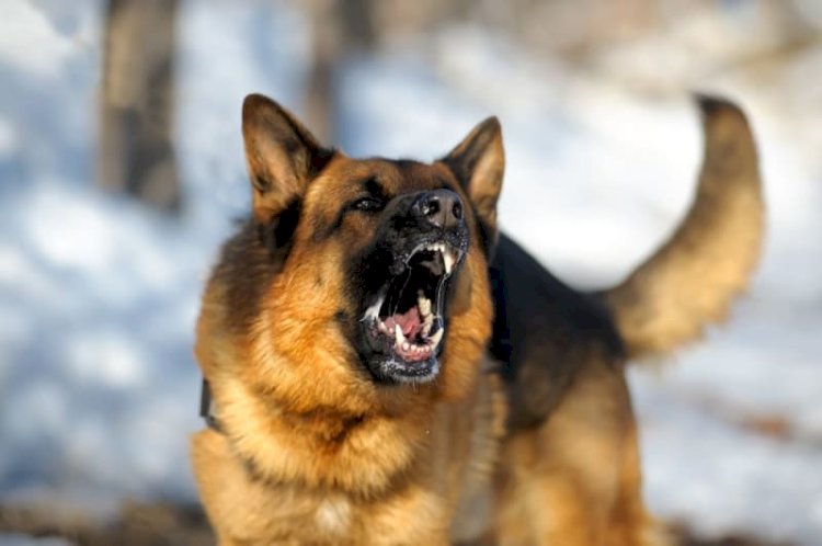 नाहन: रानी झांसी पार्क में बच्चे को घुमाने आये पिता को काटा कुत्ता, 3 साल का बेटा बाल-बाल बचा, पुलिस में रिपोर्ट दर्ज कराई,