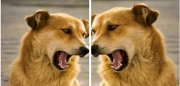 नाहन: अब लखदाता पीर के नजदीक युवक को कुत्ते ने काटा, दवाई लेने जा रहा था मां के लिए पुलिस में  लिखित शिकायत की..