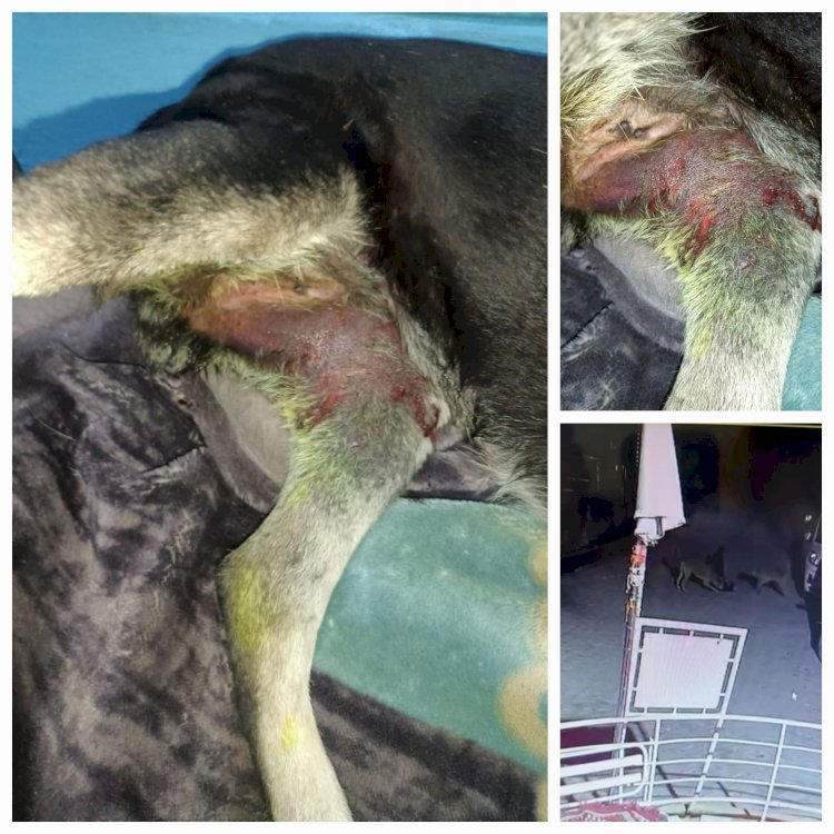 नाहन: आवारा कुत्तों के झुंड ने नोच डाला पालतू कुत्ता, पक्का टैंक परिसर की घटना...