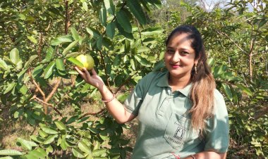 सफलता की कहानीः हिमाचल में 'एचपी शिवा' की बहार: सरकाघाट के गध्यानी क्लस्टर ने लिखी सफलता की नई गाथा किसान अमरूद की खेती से कमा रहे लाखों की आय