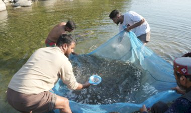 नदीय मत्स्य संपदा बढ़ाने हेतु कंडापत्तन ब्यास नदी में 88,000 और राणा खड्ड में 45,000 मछली बीज छोड़े गए