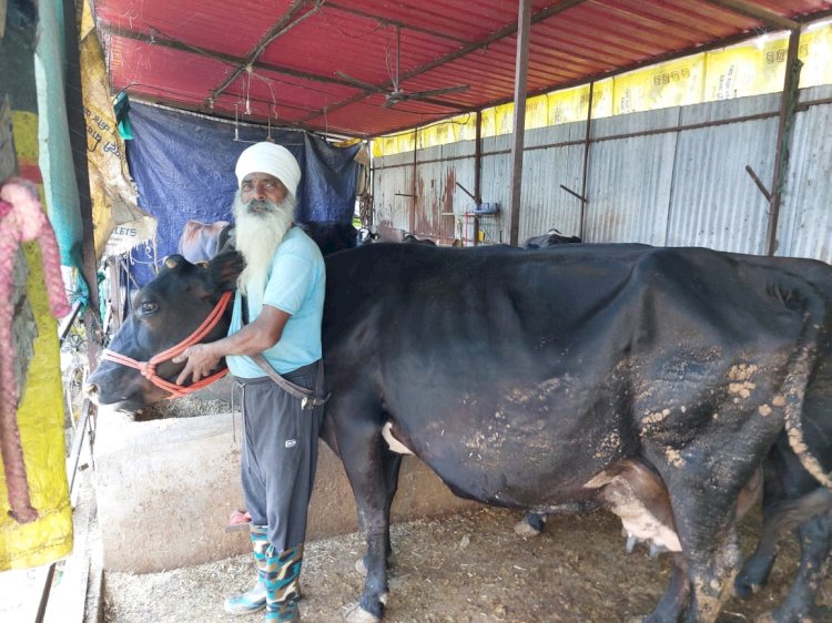 डेयरी व्यवसाय ने बदली चुरूडू के विजय कुमार की किस्मत