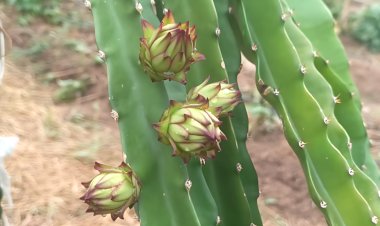 ड्रैगन फ्रूट की सफल खेती से क्षेत्र में मिसाल बने जुकैण के प्रेम चन्द