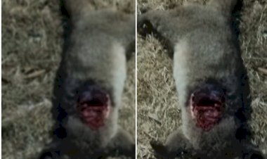 नाहन: विला राउंड में तेंदुओं की हलचल जारी,जंगली जानवरों को बना रहे निशाना.. सतर्क रहें, सुरक्षित रहें..