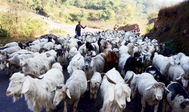 हिमाचल प्रदेश में गद्दी समुदाय की आजीविका को बेहतर बनाने के ‘व्यवस्था परिवर्तन’ विज़न को सरकार ने दी नई गति