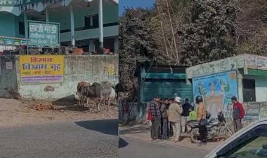 नाहन: एचआरटीसी बस से ओवर टेक कर रहा था,जानवरों से टकराया बाइक सवार युवक,अस्पताल में मौत...