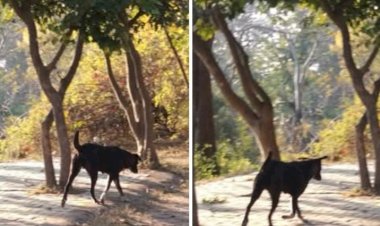 नाहन: ऐतिहासिक विला राउन्ड में कुत्ते घुमाने से बाज नहीं आ रहे लोग...