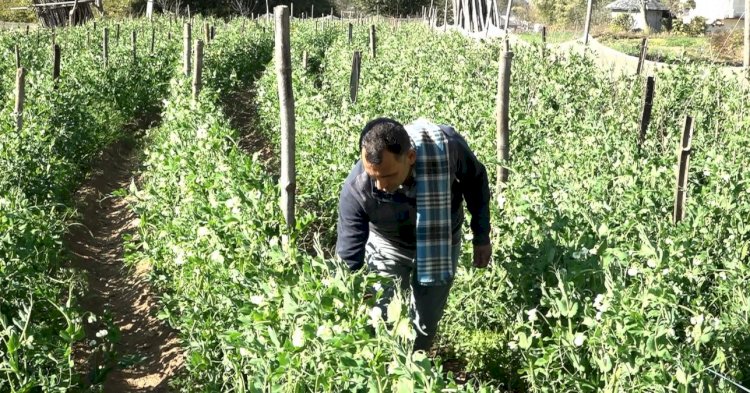 सफलता की कहानी ... रिटायर्ड सैनिक वीरेंद्र सिंह अब पैदा कर रहे हैं लाखों की सब्जी गोभी, मटर, प्याज, लहसुन और अन्य सब्जियों के अलावा अब मशरूम का भी कर रहे हैं उत्पादन