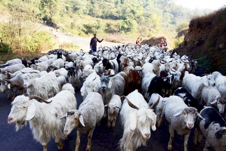 हिमाचल प्रदेश में गद्दी समुदाय की आजीविका को बेहतर बनाने के ‘व्यवस्था परिवर्तन’ विज़न को सरकार ने दी नई गति
