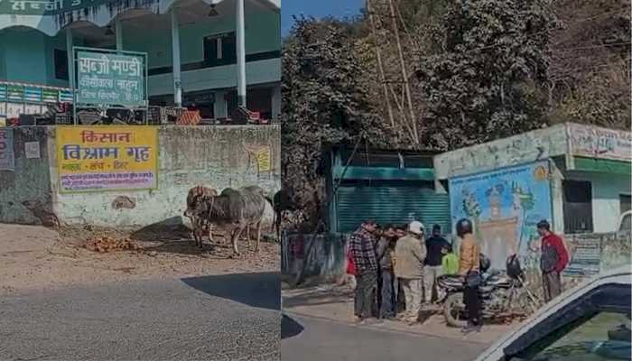 नाहन: एचआरटीसी बस से ओवर टेक कर रहा था,जानवरों से बाइक सवार युवक, अस्पताल में मौत...