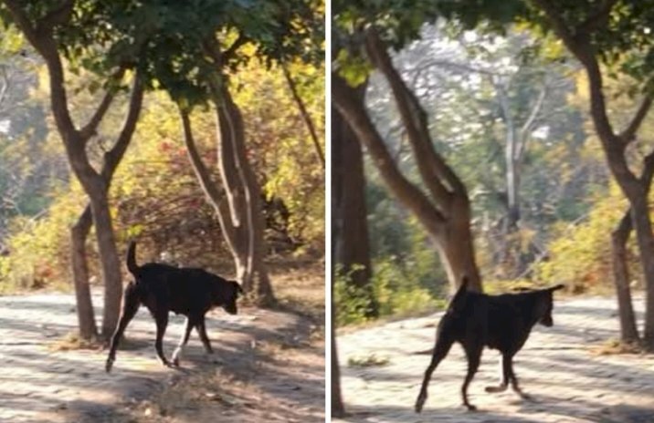 नाहन: ऐतिहासिक विला राउन्ड में कुत्ते घुमाने से बाज नहीं आ रहे लोग...
