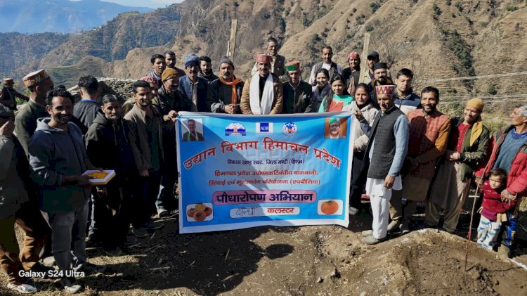 एचपी-शिवा परियोजना के तहत बांधी क्लस्टर में जापानी फल पौधारोपण अभियान शुरू
