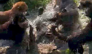 नाहन : सतीवाला गांव में दिन दहाड़े  तेंदुए ने एक युवक पर किया हमला, वन विभाग की रेस्क्यू टीम बुलानी पड़ी...