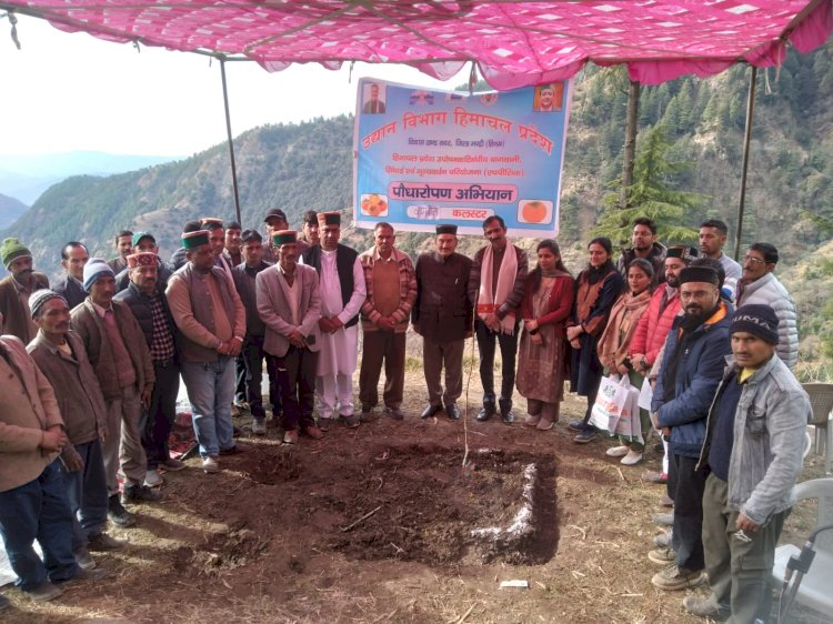 पराशर घाटी के बम्बोला क्लस्टर में 13 हेक्टेयर में रोपित होंगे जापानी फल के 8500 पौधे