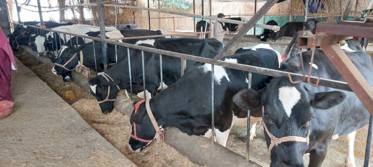 ग्रामीण अर्थव्यवस्था की मज़बूत मिसाल बना ठाकराँ का डेयरी फार्मर जरनैल सिंह