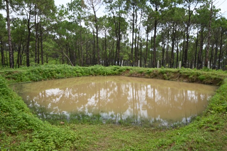 मुख्यमंत्री वन विस्तार योजना से घुमारवीं के मरयाणी क्षेत्र में पर्यावरण हुआ संरक्षित