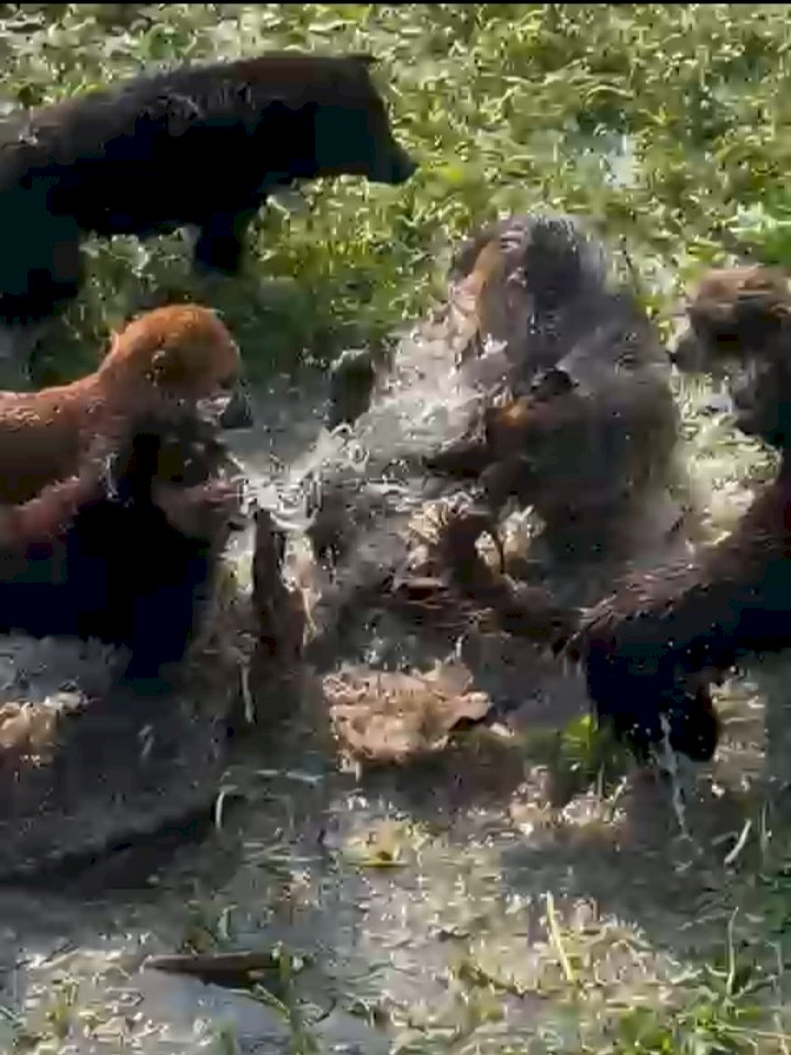 नाहन : सतीवाला गांव में दिन दहाड़े  तेंदुए ने एक युवक पर किया हमला, वन विभाग की रेस्क्यू टीम बुलानी पड़ी...