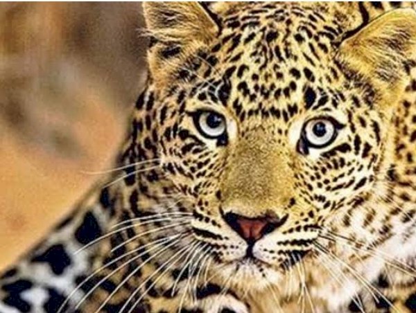 नाहन: 4 नाखूनों सहित तेंदुए का पंजा गायब मिला, पोस्टमार्टम रिपोर्ट में हुआ खुलासा, दो स्थनीय युवकों को हिरासत में लिया, एफआईआर दर्ज...