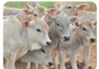 गोपाल योजना के तहत 14.68 करोड़ रुपये वितरित, बेसहारा गौवंश का संरक्षण होगा सुनिश्चित