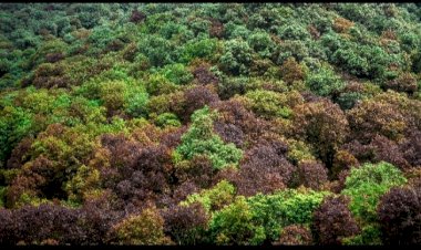 मिशन 32 प्रतिशत’ः वन विस्तार की ओर बढ़ते कदम वन विस्तार से जनभागीदारी तक: पर्यावरण और आजीविका का संगम