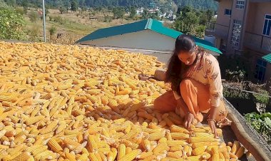 *रंग लाने लगे ‘सुक्खू सरकार’ के प्रयासः प्राकृतिक खेती को प्रोत्साहन से जिला मंडी में जुड़े 23 हजार से अधिक नए किसान