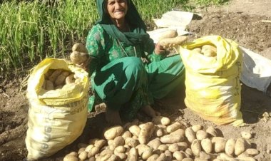 हरनेड़ के बुजुर्ग दंपत्ति ने प्राकृतिक खेती से पैदा की बंपर फसल केवल दो मरले जमीन में तैयार किया दो क्विंटल आलू