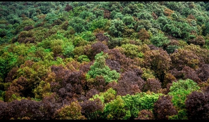 मिशन 32 प्रतिशत’ः वन विस्तार की ओर बढ़ते कदम वन विस्तार से जनभागीदारी तक: पर्यावरण और आजीविका का संगम